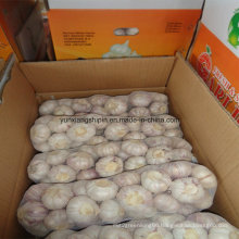 High Quality Fresh Style Pure White Garlic From China
